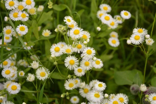 Představujeme Krásné Erigeron Annuus Květinové Zahrady Erigeron Annuus Subsp Strigosus — Stock fotografie