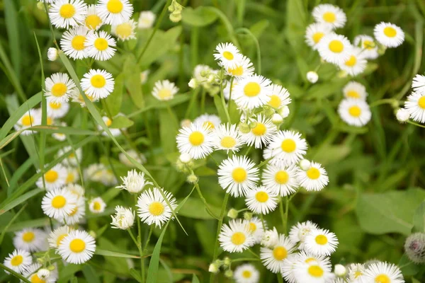 아름다운 제론아니 정원을 합니다 Erigeron Annuus Subsp 스트리고 여름에 — 스톡 사진