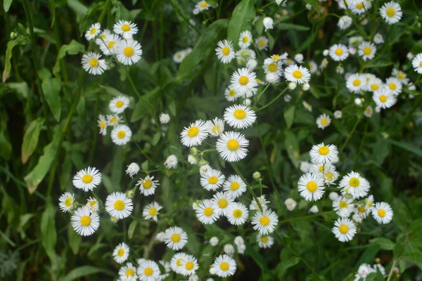 Przedstawiamy Piękny Ogród Kwiatowy Erigeron Annuus Erigeron Annuus Subsp Strigosus — Zdjęcie stockowe