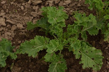 Çiftlikteki bir tarlada lahana yeşili kafa. Bahçede yetişen yeşil lahana. Kapalı sebze bahçesinde taze yeşil lahana..