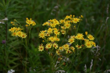 Ragwort veya Groundsel (Jacobaea vulgaris). Yapraklar ve çiçekler boya elde etmek için kullanılabilir.Yaygın ragwort sarı çiçekleri. Jacobaea vulgaris Asteraceae ailesinde çok yaygın bir yabani çiçektir.