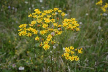 Ragwort veya Groundsel (Jacobaea vulgaris). Yapraklar ve çiçekler boya elde etmek için kullanılabilir.Yaygın ragwort sarı çiçekleri. Jacobaea vulgaris Asteraceae ailesinde çok yaygın bir yabani çiçektir.