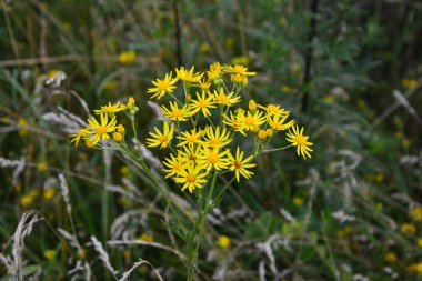 Ragwort veya Groundsel (Jacobaea vulgaris). Yapraklar ve çiçekler boya elde etmek için kullanılabilir.Yaygın ragwort sarı çiçekleri. Jacobaea vulgaris Asteraceae ailesinde çok yaygın bir yabani çiçektir.