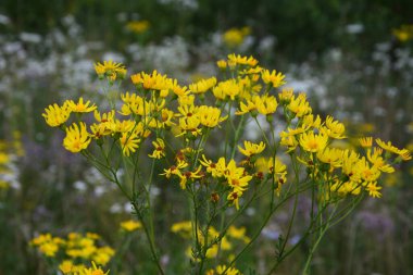 Ragwort veya Groundsel (Jacobaea vulgaris). Yapraklar ve çiçekler boya elde etmek için kullanılabilir.Yaygın ragwort sarı çiçekleri. Jacobaea vulgaris Asteraceae ailesinde çok yaygın bir yabani çiçektir.