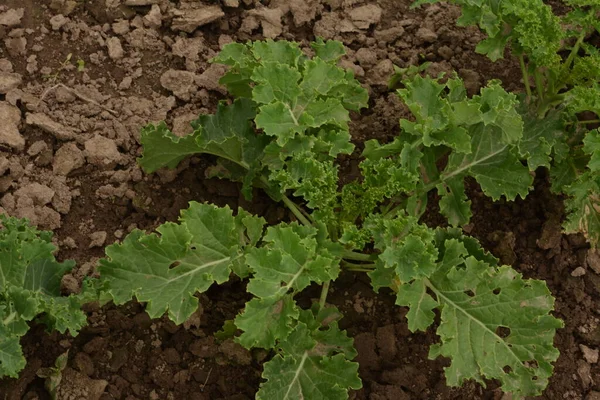 Çiftlikteki bir tarlada lahana yeşili kafa. Bahçede yetişen yeşil lahana. Kapalı sebze bahçesinde taze yeşil lahana..
