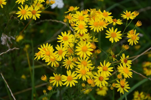 Common Ragwort Groundsel Jacobaea Vulgaris Leaves Flowers Can Used Obtain — Stock Photo, Image