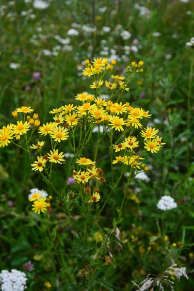 Συχνές Ragwort Groundsel Jacobaea Vulgaris Φύλλα Και Λουλούδια Μπορούν Χρησιμοποιηθούν — Φωτογραφία Αρχείου