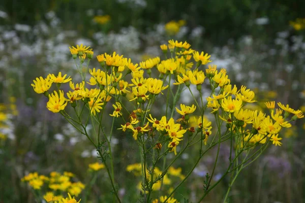 Common Ragwort Groundsel Jacobaea Vulgaris Leaves Flowers Can Used Obtain — Stock Photo, Image