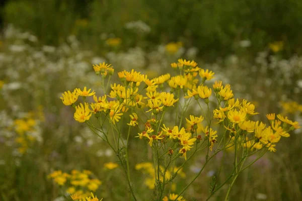 Ragwort Veya Groundsel Jacobaea Vulgaris Yapraklar Çiçekler Boya Elde Etmek — Stok fotoğraf