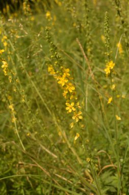 Agrimonia Eupatoria 'nın sarı çiçekleri tarlada çiçek açıyor. Agrimonia Eupatoria bitkisi. Yaygın tarımsal sarı çiçekler kapanıyor. İlaç fabrikası..