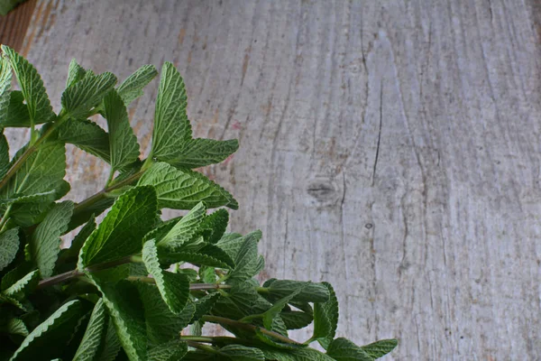 Rośliny Ziołowe Mojito Mint Lemon Balm Melissa Officinalis Zielonymi Liśćmi — Zdjęcie stockowe