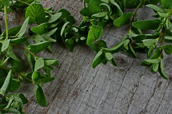 Φυτά Βοτάνων Mojito Mint Lemon Balm Melissa Officinalis Πράσινα Φύλλα — Φωτογραφία Αρχείου