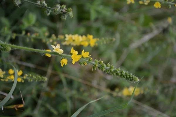 フィールドに咲くアグリモニア ユーパトリアの黄色の花 草本植物共通の農業 Agrimonia Eupatoria 一般的な農業黄色の花を閉じます 薬用植物 — ストック写真