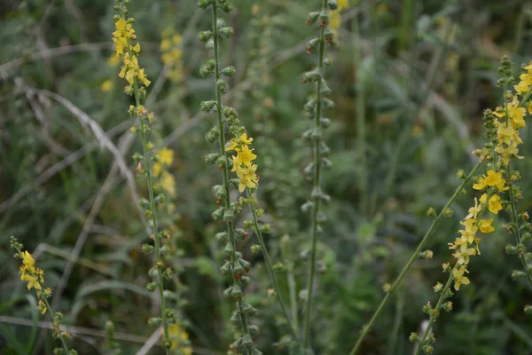 フィールドに咲くアグリモニア ユーパトリアの黄色の花 草本植物共通の農業 Agrimonia Eupatoria 一般的な農業黄色の花を閉じます 薬用植物 — ストック写真