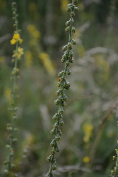 Żółte Kwiaty Agrimonia Eupatoria Kwitnące Polu Ziołowa Roślina Pospolita Agrimonia — Zdjęcie stockowe