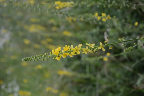 Flores Amarillas Agrimonia Eupatoria Floreciendo Campo Planta Herbal Agrimonia Común — Foto de Stock