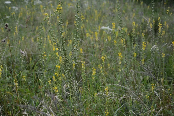 노란색 Agrimonia Eupatoria 들판에서 피어나고 식물성 식물은 일반적으로 Agrimonia Eupatoria — 스톡 사진