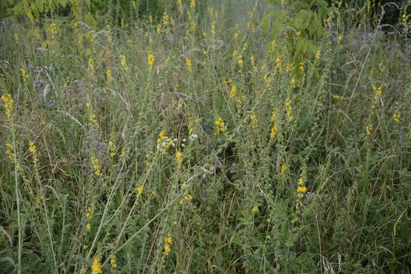 노란색 Agrimonia Eupatoria 들판에서 피어나고 식물성 식물은 일반적으로 Agrimonia Eupatoria — 스톡 사진