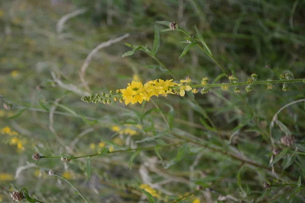 黄花盛开在田野里 草本植物常见的阳离子迷迭香 常见的阳离子黄花闭合 药用植物 — 图库照片