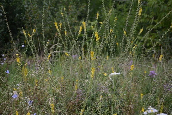 黄花盛开在田野里 草本植物常见的阳离子迷迭香 常见的阳离子黄花闭合 药用植物 — 图库照片