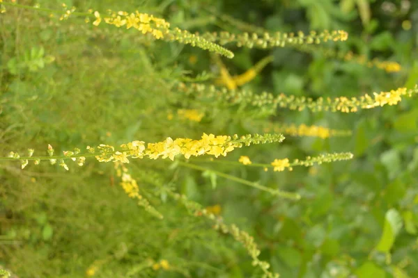 黄花盛开在田野里 草本植物常见的阳离子迷迭香 常见的阳离子黄花闭合 药用植物 — 图库照片