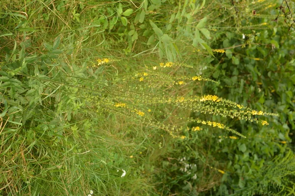 フィールドに咲くアグリモニア ユーパトリアの黄色の花 草本植物共通の農業 Agrimonia Eupatoria 一般的な農業黄色の花を閉じます 薬用植物 — ストック写真