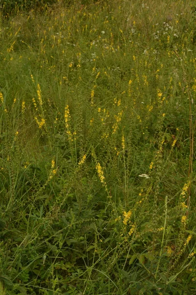 Flores Amarillas Agrimonia Eupatoria Floreciendo Campo Planta Herbal Agrimonia Común —  Fotos de Stock