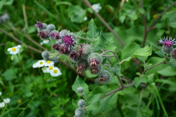 Bardana Lanosa Arctium Tomentosum Nel Prato Infiorescenza Lana Bardana Lanosa — Foto Stock