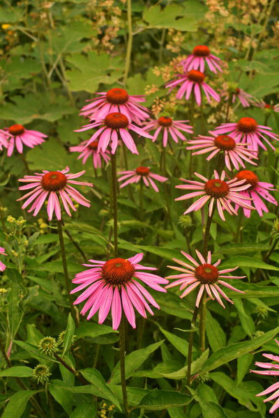 Эхинацея эффективна в предотвращении за рубежом, так что такие вещи, как грипп или холодные вещи популярны и эхинацея чай.
