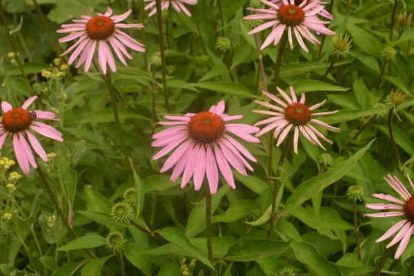 Echinacea Jest Skuteczny Zapobieganiu Granicą Więc Rzeczy Takie Jak Grypa — Zdjęcie stockowe