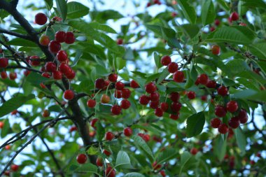 Bahçede ekşi kiraz ağacı (Prunus cerasus cerasus). Yeni hasat ekşi kiraz, tart veya cüce kiraz, kiraz ağaçlı güneşli bahçe.