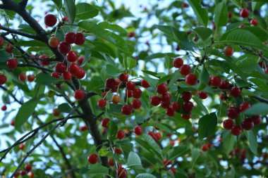 Bahçede ekşi kiraz ağacı (Prunus cerasus cerasus). Yeni hasat ekşi kiraz, tart veya cüce kiraz, kiraz ağaçlı güneşli bahçe.