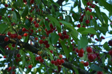 Bahçede ekşi kiraz ağacı (Prunus cerasus cerasus). Yeni hasat ekşi kiraz, tart veya cüce kiraz, kiraz ağaçlı güneşli bahçe.
