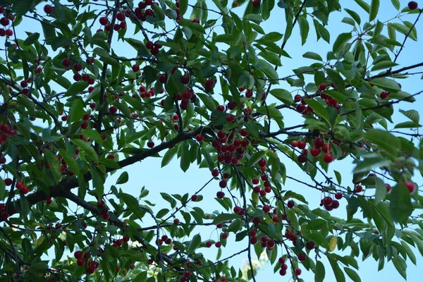 Sour cherry tree (Prunus cerasus) in the garden.New harvest of Prunus cerasus sour cherry, tart or dwarf cherry in, sunny garden with cherry trees