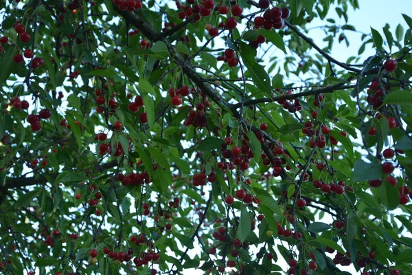 Cerejeira Azeda Prunus Cerasus Jardim Nova Colheita Prunus Cerasus Cereja — Fotografia de Stock