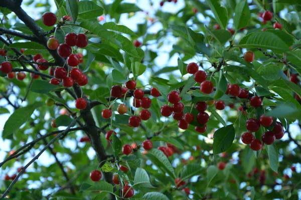 Sour cherry tree (Prunus cerasus) in the garden.New harvest of Prunus cerasus sour cherry, tart or dwarf cherry in, sunny garden with cherry trees