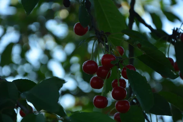 Cerejeira Azeda Prunus Cerasus Jardim Nova Colheita Prunus Cerasus Cereja — Fotografia de Stock