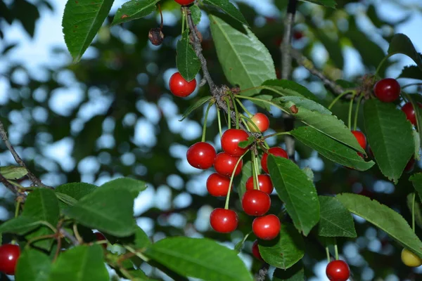 Třešeň Prunus Cerasus Zahradě Nová Sklizeň Třešně Třešně Nebo Višně — Stock fotografie