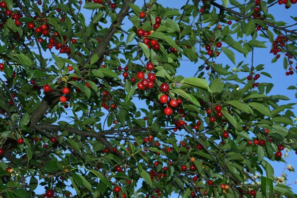 Bahçede Ekşi Kiraz Ağacı Prunus Cerasus Cerasus Yeni Hasat Ekşi — Stok fotoğraf