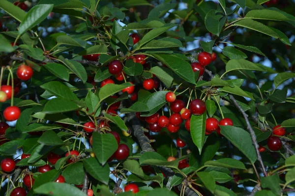 Třešeň Prunus Cerasus Zahradě Nová Sklizeň Třešně Třešně Nebo Višně — Stock fotografie