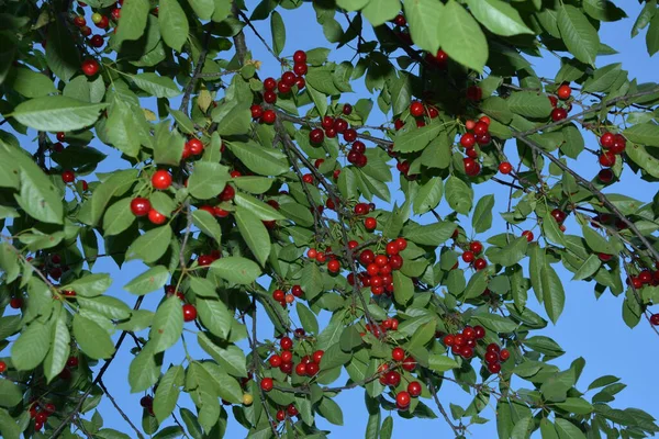 Sour cherry tree (Prunus cerasus) in the garden.New harvest of Prunus cerasus sour cherry, tart or dwarf cherry in, sunny garden with cherry trees