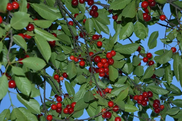 Cerejeira Azeda Prunus Cerasus Jardim Nova Colheita Prunus Cerasus Cereja — Fotografia de Stock