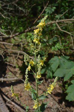 Geniş Çiçekli Mullein, Mullein, Verbascum yoğunluğu