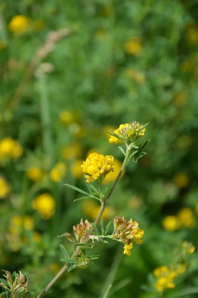 Closeup Lucerna Amarela Medicago Falcata Group Flores Amarelas Medicago Falcata — Fotografia de Stock