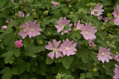 Yaban ördeği - Althaea officinalis, Malva sylvestris, leylak pembesi çiçekli Mallow bitkisi. Bilimsel adı Malva Sylvestris, Avrupa ve Asya 'ya özgüdür..