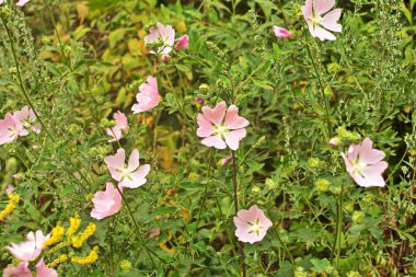 Yaban ördeği - Althaea officinalis, Malva sylvestris, leylak pembesi çiçekli Mallow bitkisi. Bilimsel adı Malva Sylvestris, Avrupa ve Asya 'ya özgüdür..