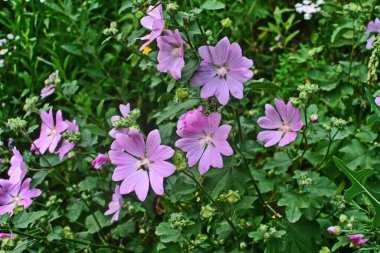 Yaban ördeği - Althaea officinalis, Malva sylvestris, leylak pembesi çiçekli Mallow bitkisi. Bilimsel adı Malva Sylvestris, Avrupa ve Asya 'ya özgüdür..