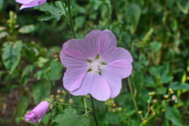 Yaban ördeği - Althaea officinalis, Malva sylvestris, leylak pembesi çiçekli Mallow bitkisi. Bilimsel adı Malva Sylvestris, Avrupa ve Asya 'ya özgüdür..