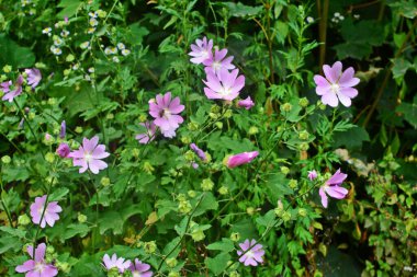 Yaban ördeği - Althaea officinalis, Malva sylvestris, leylak pembesi çiçekli Mallow bitkisi. Bilimsel adı Malva Sylvestris, Avrupa ve Asya 'ya özgüdür..