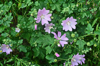 Yaban ördeği - Althaea officinalis, Malva sylvestris, leylak pembesi çiçekli Mallow bitkisi. Bilimsel adı Malva Sylvestris, Avrupa ve Asya 'ya özgüdür..